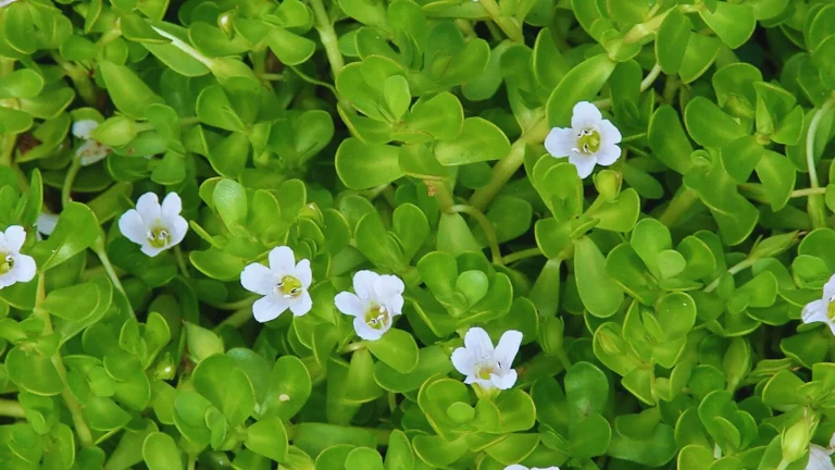 Unlocking the Power of Bacopa Monnieri for Memory Enhancement