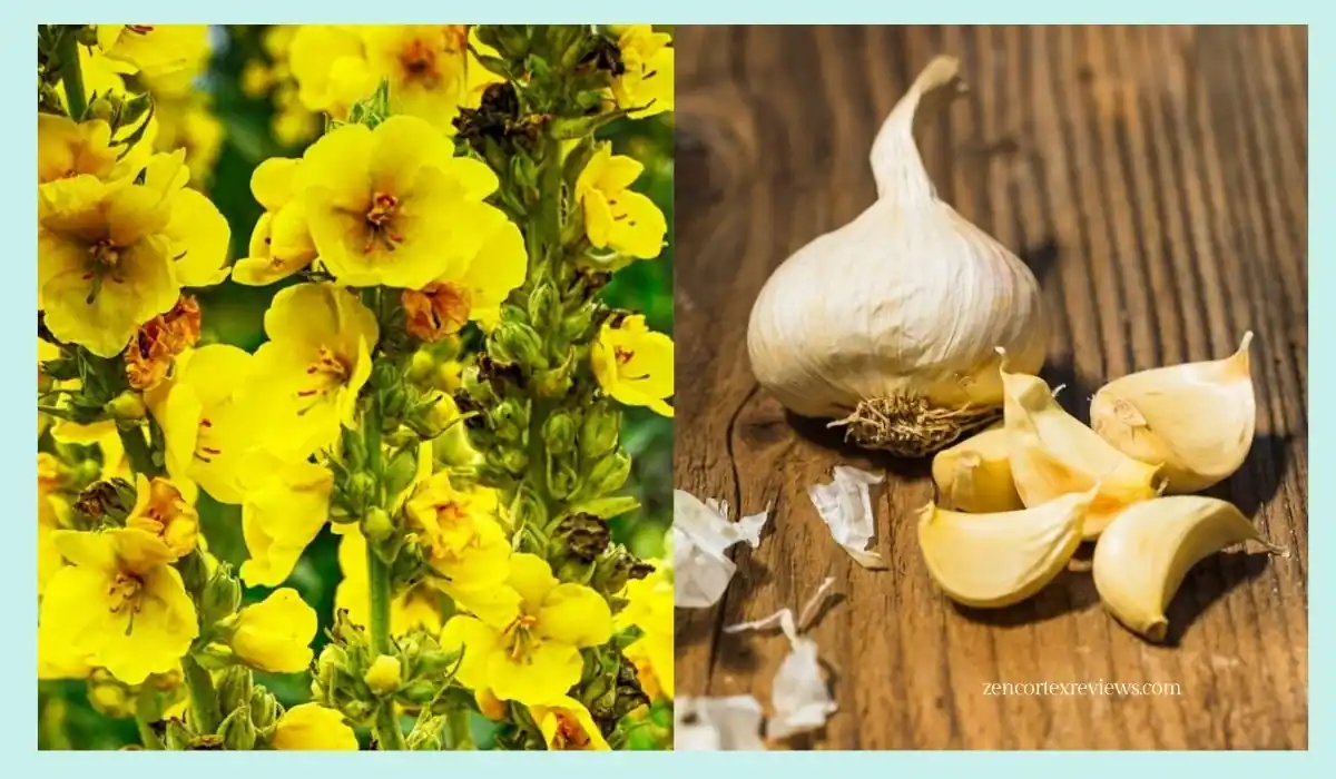 Mullein And Garlic Ear Oil Benefits